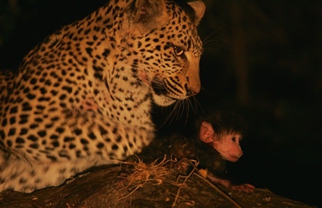 Aslanların en başarısız saldırıları 139