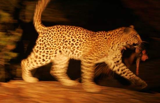 Aslanların en başarısız saldırıları 140