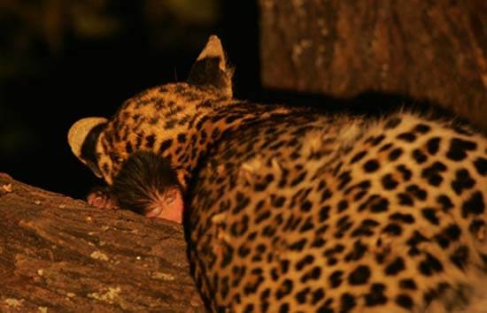 Aslanların en başarısız saldırıları 141