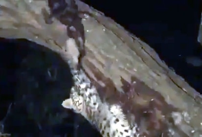 Aslanların en başarısız saldırıları 143