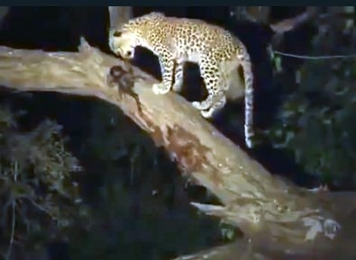 Aslanların en başarısız saldırıları 144