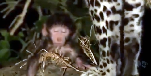 Aslanların en başarısız saldırıları 145