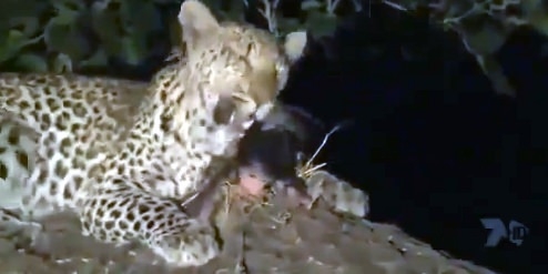 Aslanların en başarısız saldırıları 146