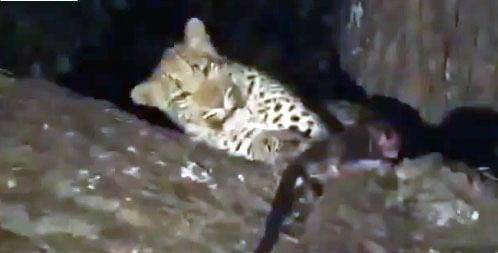 Aslanların en başarısız saldırıları 147