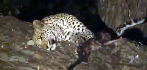 Aslanların en başarısız saldırıları 148