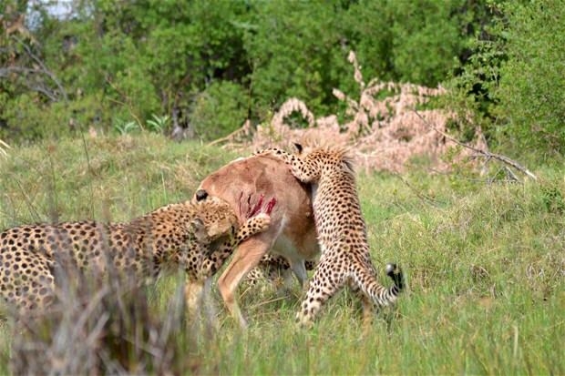 Aslanların en başarısız saldırıları 149