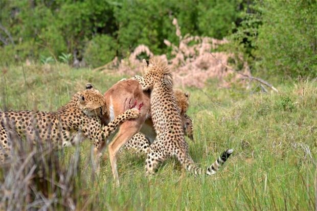 Aslanların en başarısız saldırıları 150