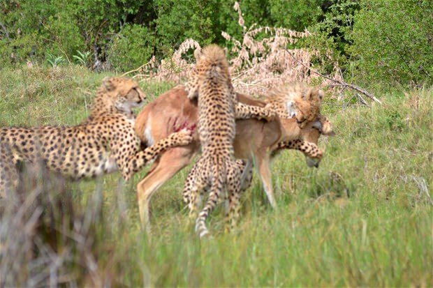 Aslanların en başarısız saldırıları 151
