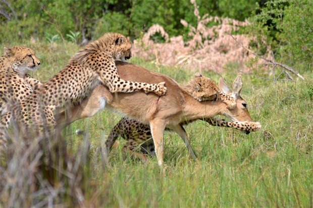 Aslanların en başarısız saldırıları 154