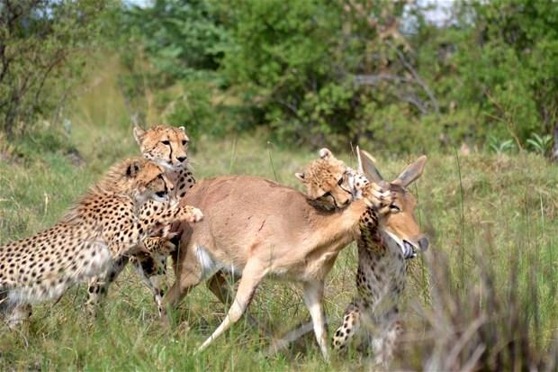 Aslanların en başarısız saldırıları 155