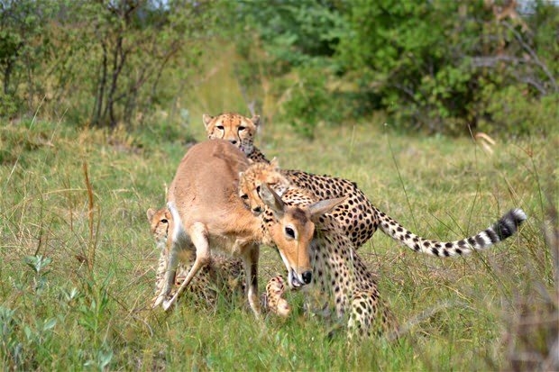 Aslanların en başarısız saldırıları 156