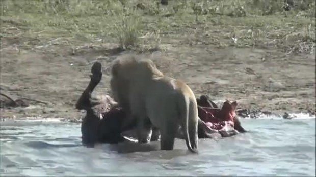 Aslanların en başarısız saldırıları 157