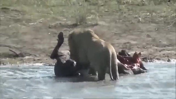 Aslanların en başarısız saldırıları 158