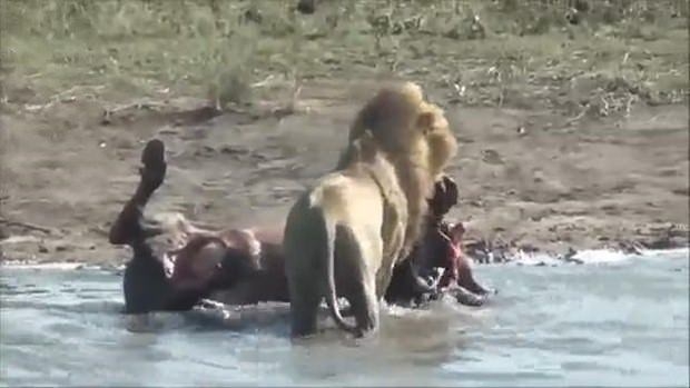 Aslanların en başarısız saldırıları 160