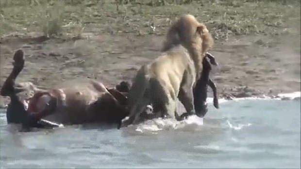 Aslanların en başarısız saldırıları 161