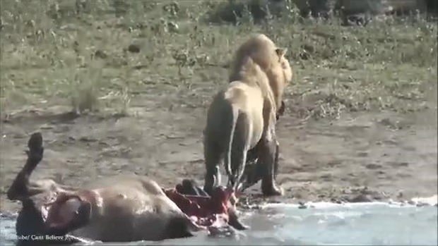 Aslanların en başarısız saldırıları 163