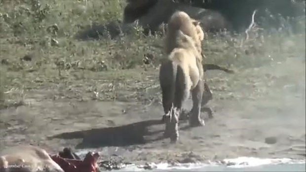 Aslanların en başarısız saldırıları 165