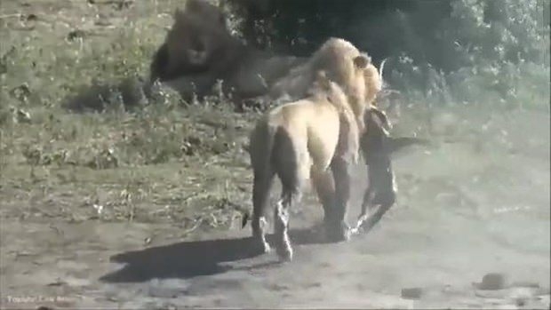 Aslanların en başarısız saldırıları 166