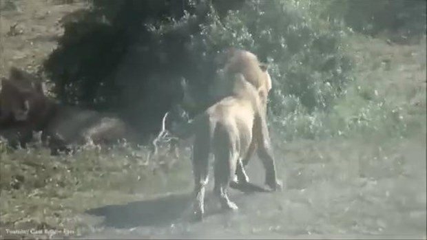 Aslanların en başarısız saldırıları 167