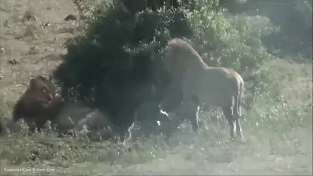 Aslanların en başarısız saldırıları 168