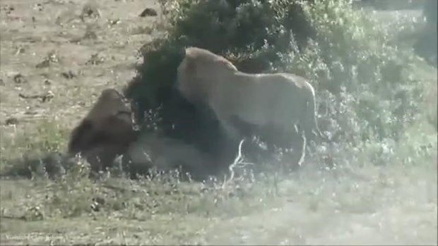 Aslanların en başarısız saldırıları 169