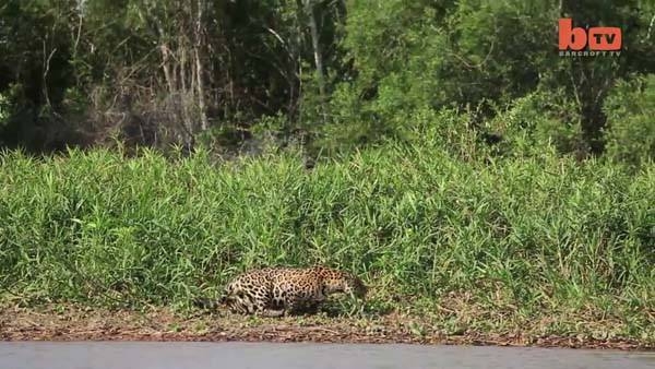 Aslanların en başarısız saldırıları 170