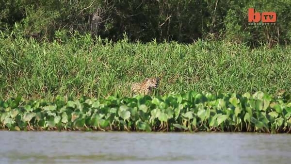 Aslanların en başarısız saldırıları 171