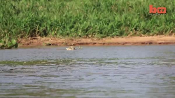 Aslanların en başarısız saldırıları 172