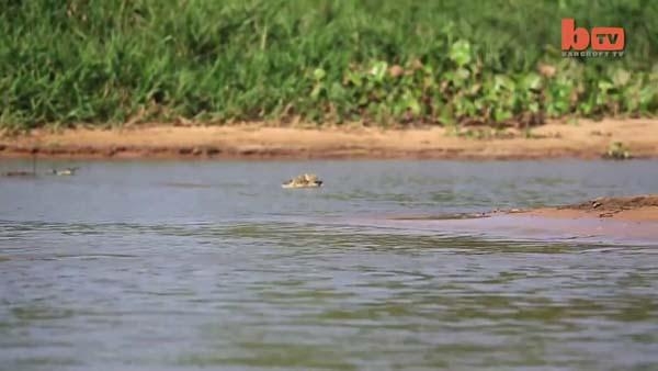 Aslanların en başarısız saldırıları 173
