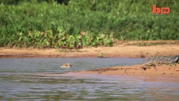 Aslanların en başarısız saldırıları 174