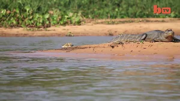 Aslanların en başarısız saldırıları 175