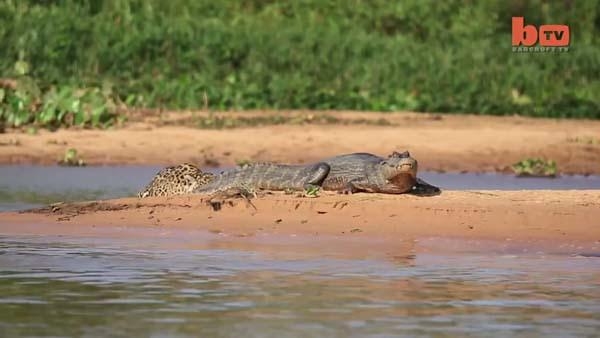 Aslanların en başarısız saldırıları 177