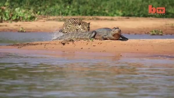 Aslanların en başarısız saldırıları 179