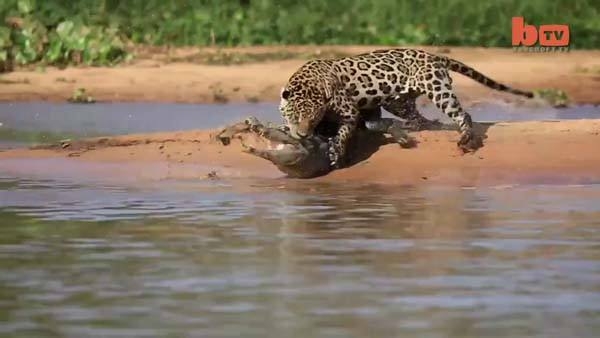 Aslanların en başarısız saldırıları 181