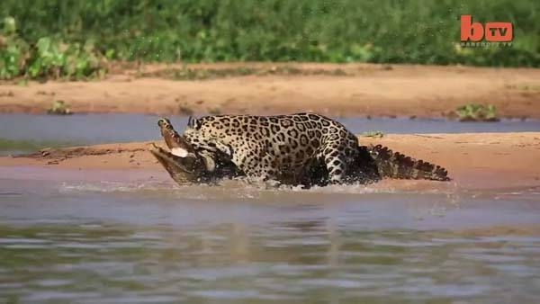 Aslanların en başarısız saldırıları 184