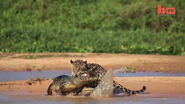 Aslanların en başarısız saldırıları 185