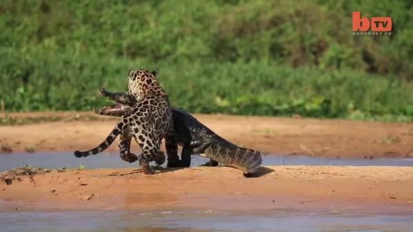 Aslanların en başarısız saldırıları 187