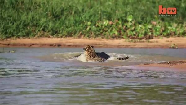 Aslanların en başarısız saldırıları 190