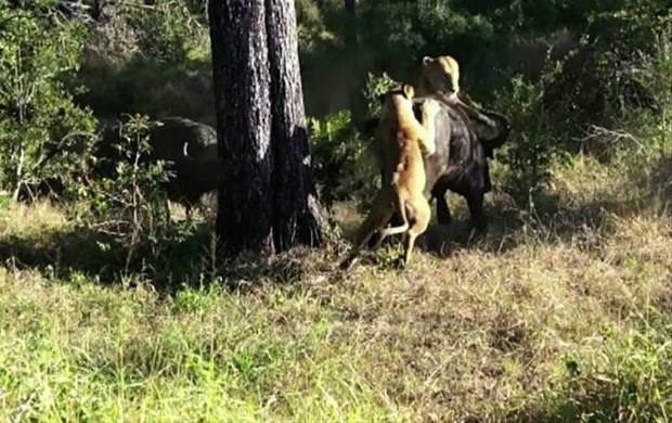 Aslanların en başarısız saldırıları 192