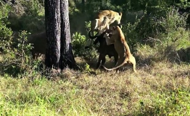 Aslanların en başarısız saldırıları 193