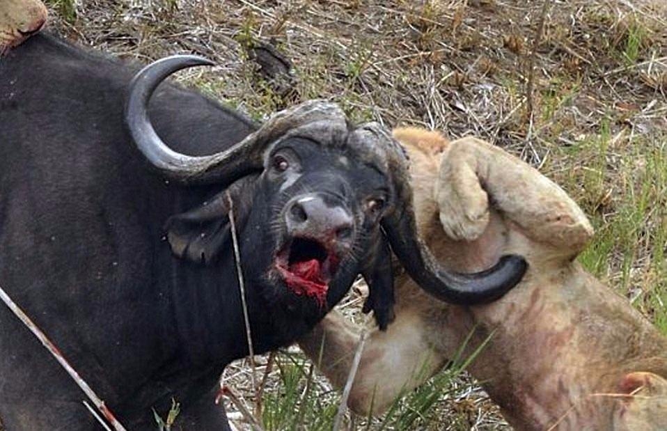 Aslanların en başarısız saldırıları 2