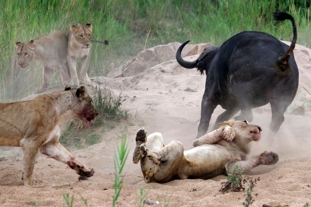 Aslanların en başarısız saldırıları 201