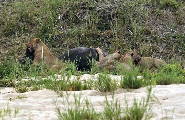 Aslanların en başarısız saldırıları 204