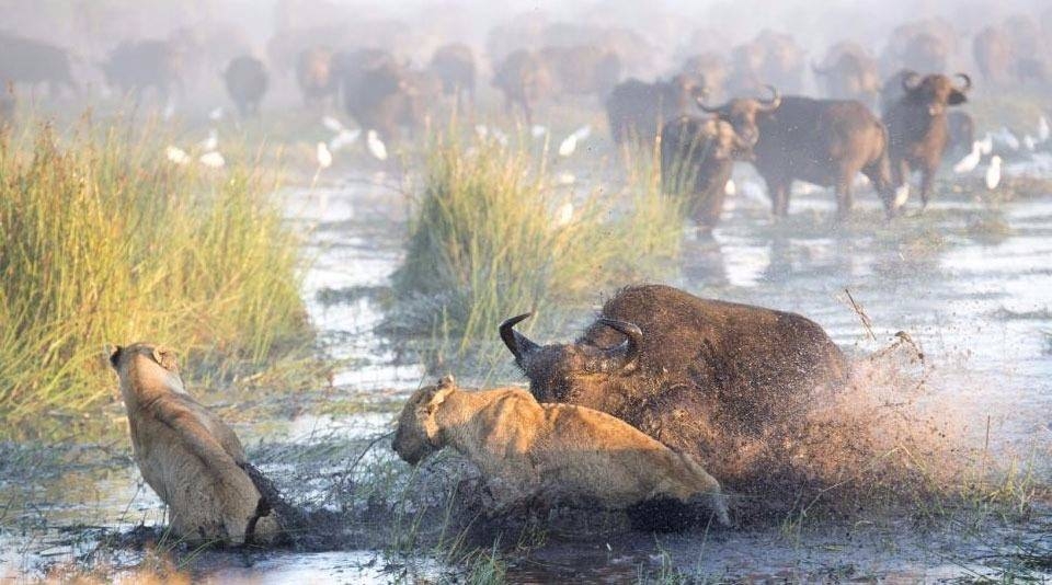 Aslanların en başarısız saldırıları 21