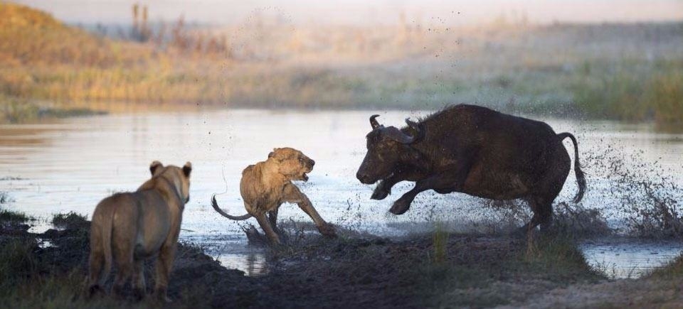 Aslanların en başarısız saldırıları 23