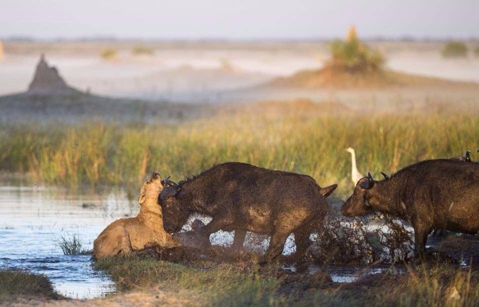 Aslanların en başarısız saldırıları 24