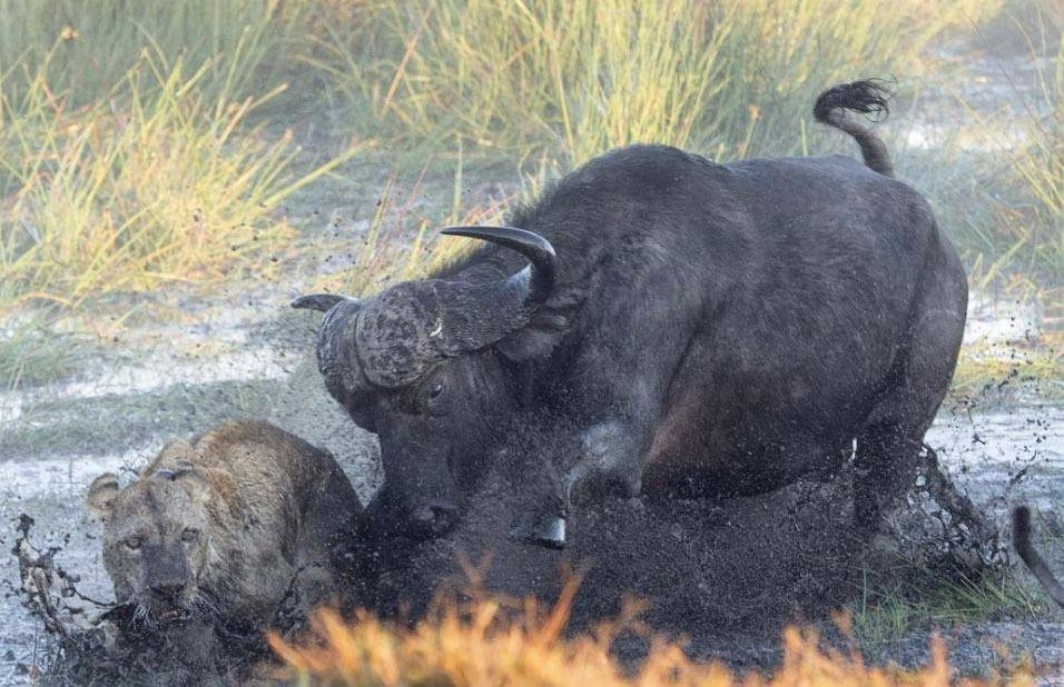 Aslanların en başarısız saldırıları 25