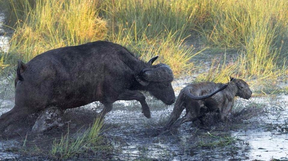 Aslanların en başarısız saldırıları 26