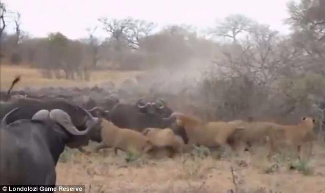 Aslanların en başarısız saldırıları 27