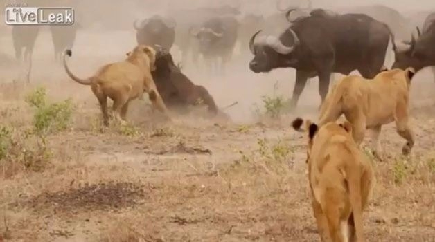 Aslanların en başarısız saldırıları 35